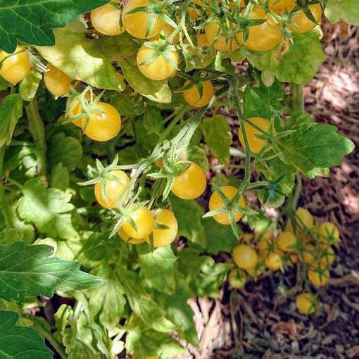 Tomato 'Barry's Crazy Cherry' - Ladybird Nursery