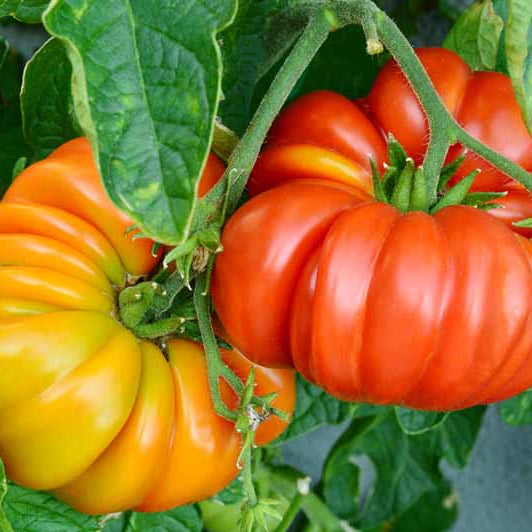 Tomato 'Brandywine' - Ladybird Nursery