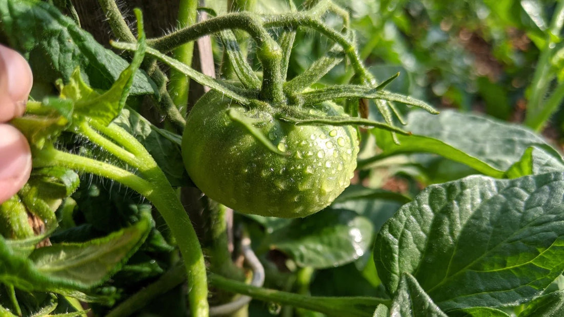 Tomato 'Brandywine' - Ladybird Nursery