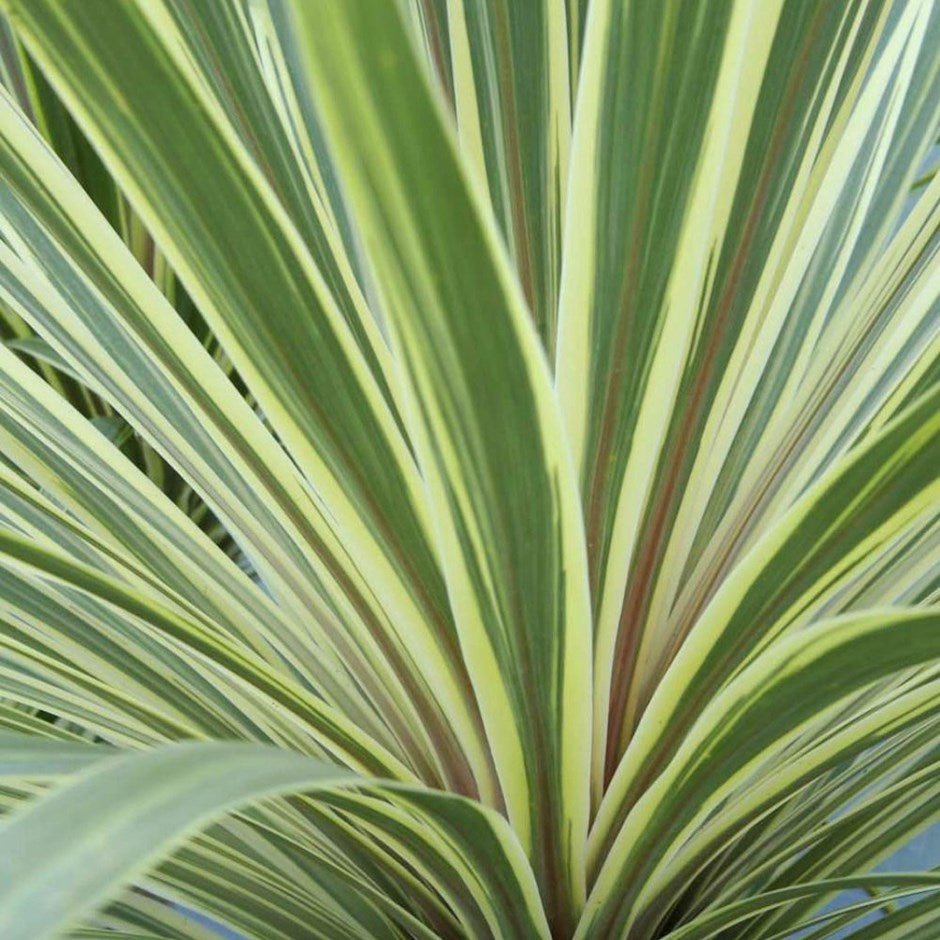 Cordyline Torbay Dazzler (Cordyline australis) - Ladybird Nursery