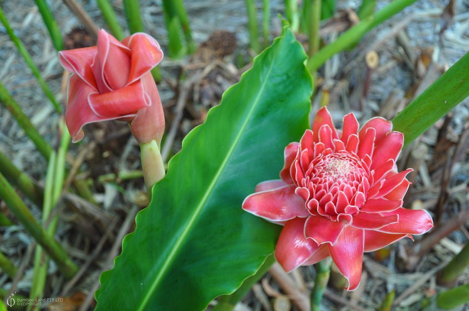 Torch Ginger ‘Burmese Pink' (Etlingera elatior) - Ladybird Nursery