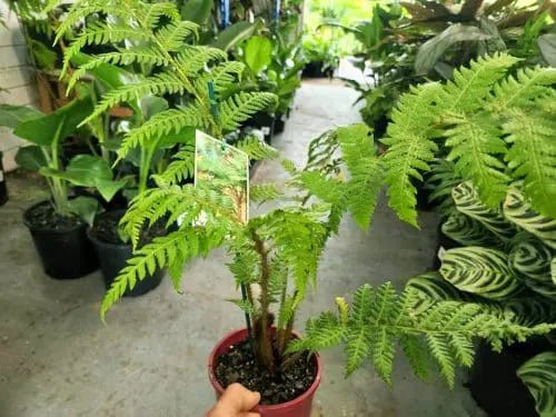 Pteris cretica Mixture - Ladybird Nursery