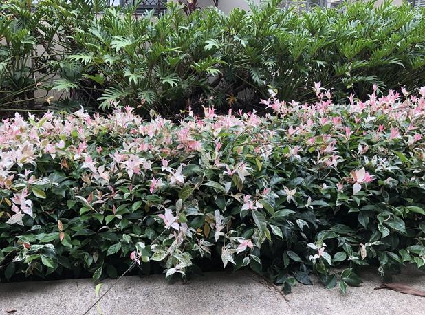 Tricolour Jasmine (Jasminum polyanthum ‘Tricolour’) - Ladybird Nursery