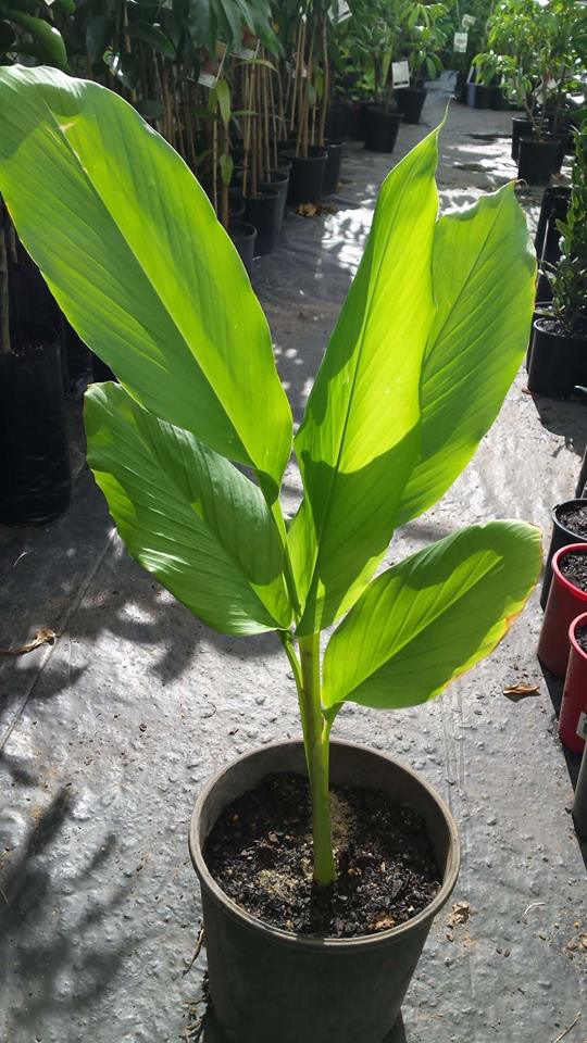 Tumeric Plant (Spice) - Ladybird Nursery