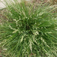 Common Tussock Grass (Poa labillardieri)