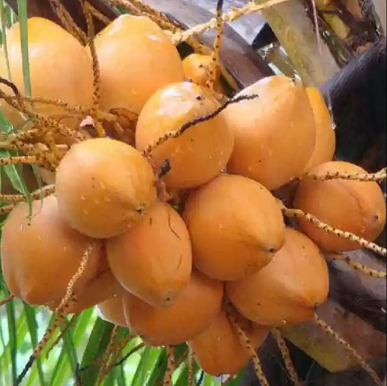 Malay Dwarf Gold Coconut Tree - Ladybird Nursery