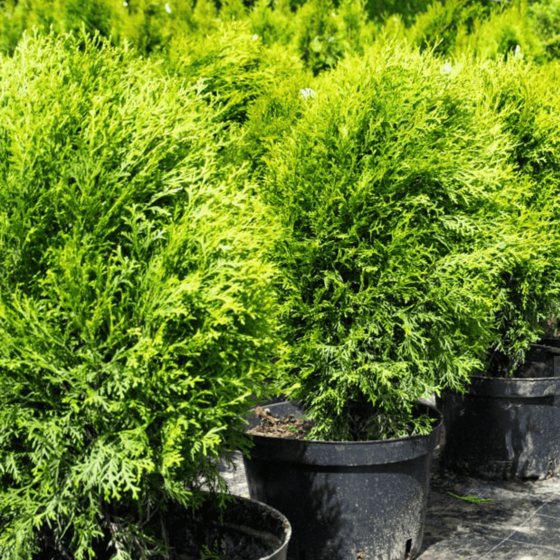 Bald Cypress Osmaston Compact (Taxodium distichum) - Ladybird Nursery