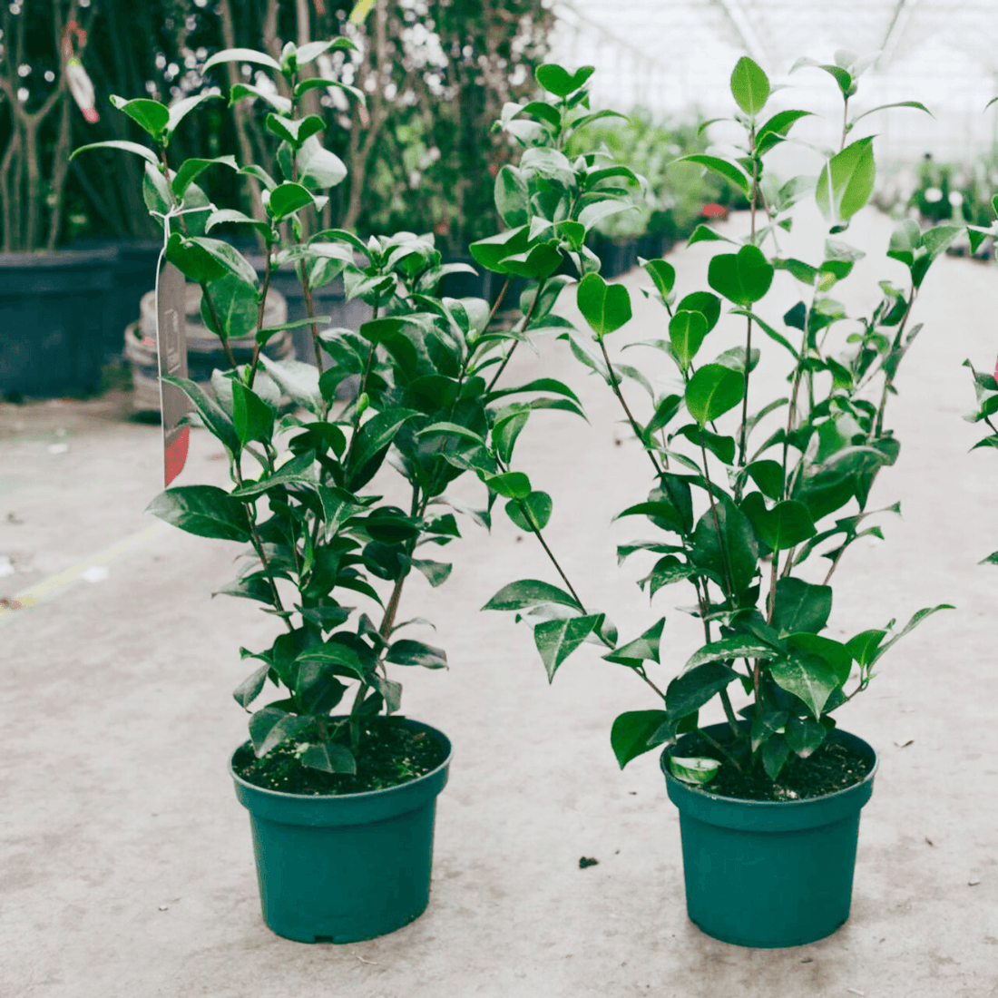 Camellia Kramers Supreme (Camellia japonica) - Ladybird Nursery