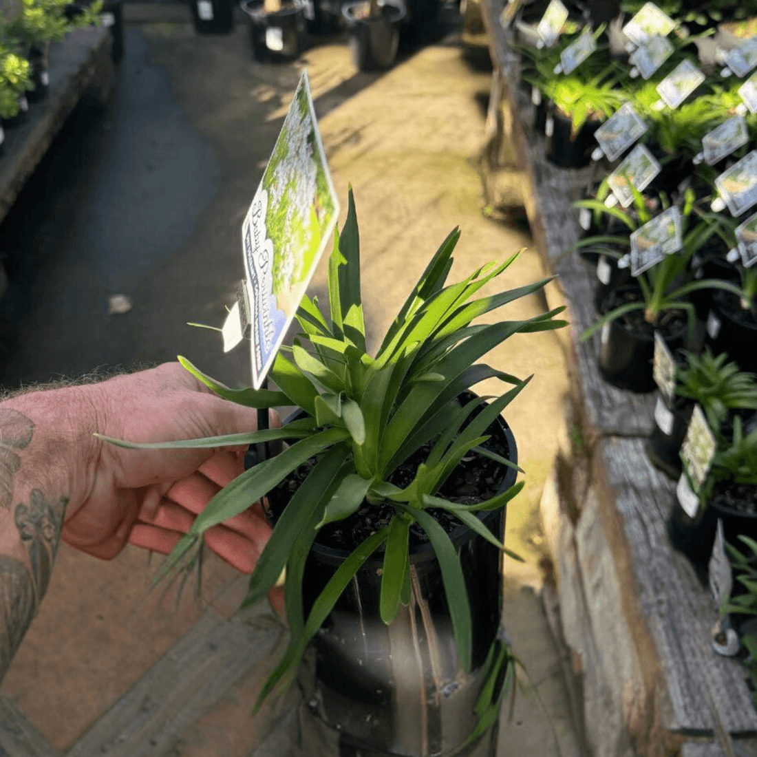 Agapanthus Baby Periwinkle (Dwarf Agapanthus) - Ladybird Nursery