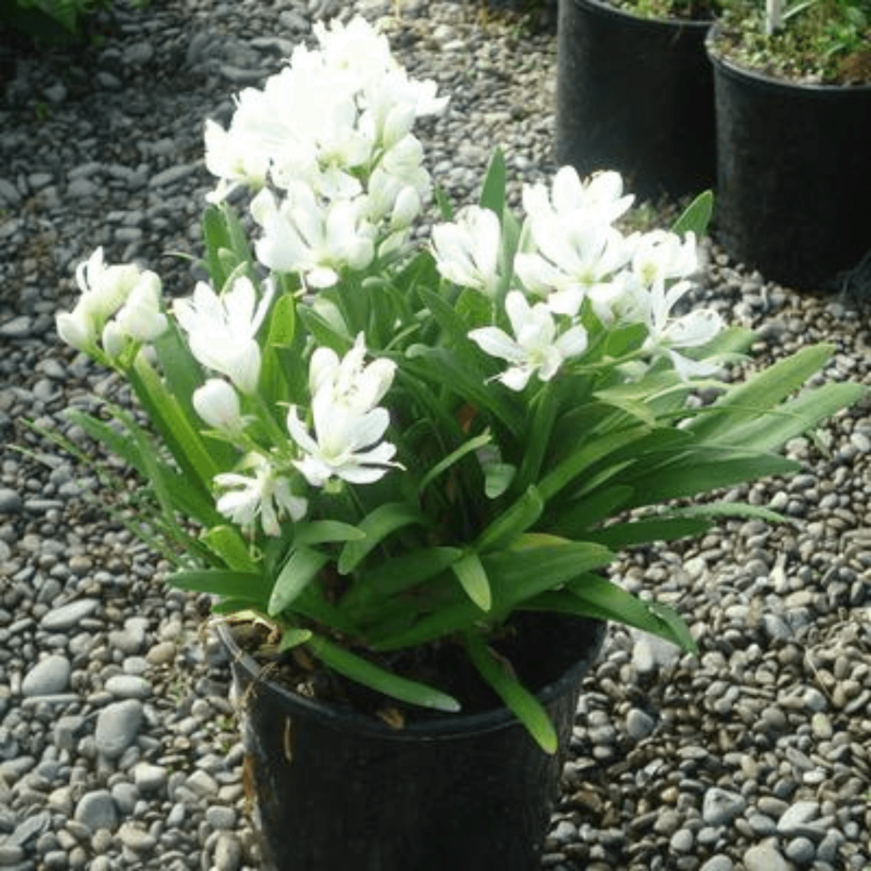 Agapanthus Agapetite Tissue culture - Ladybird Nursery