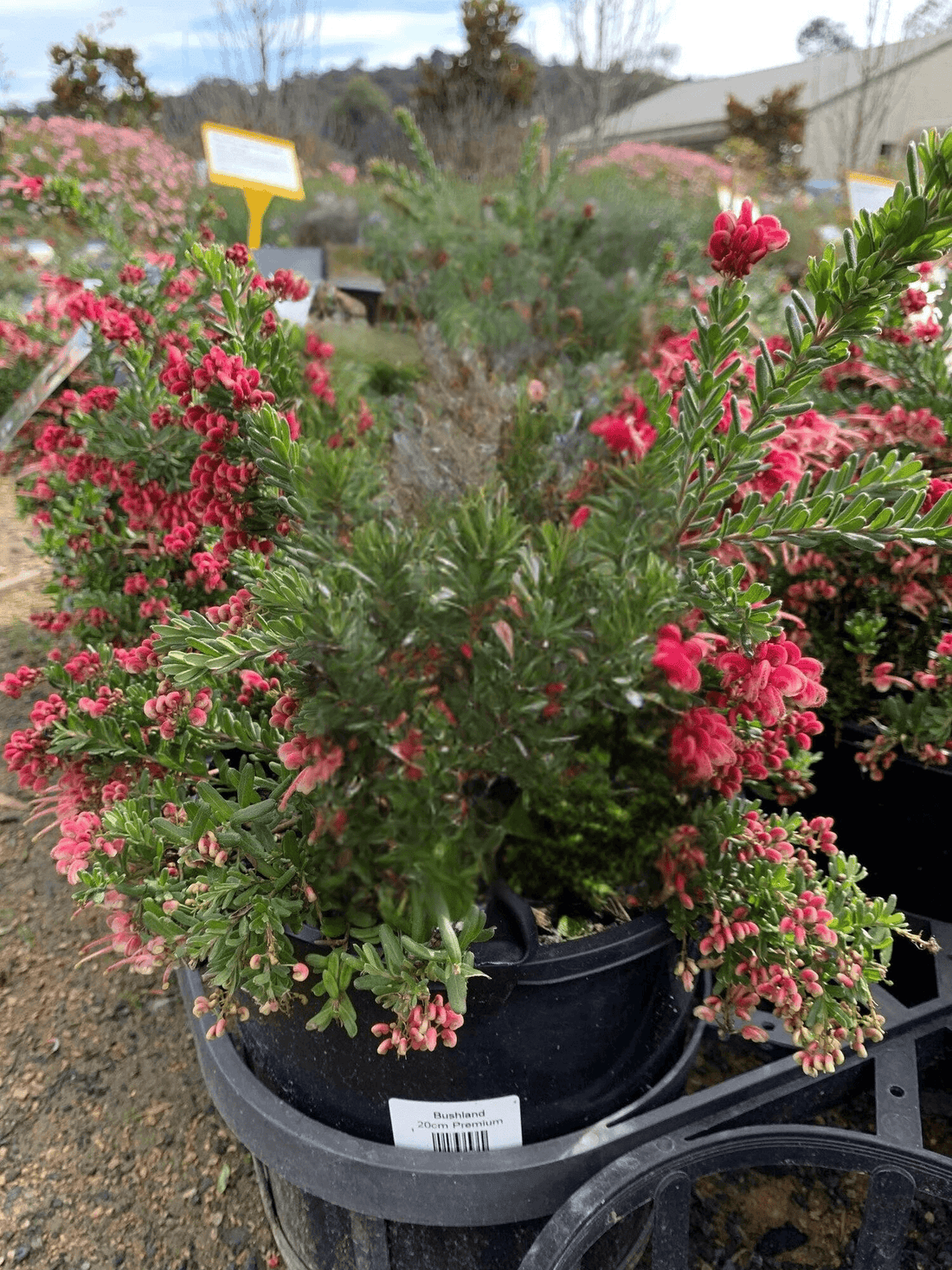 Grevillea Winter Nectar - Ladybird Nursery