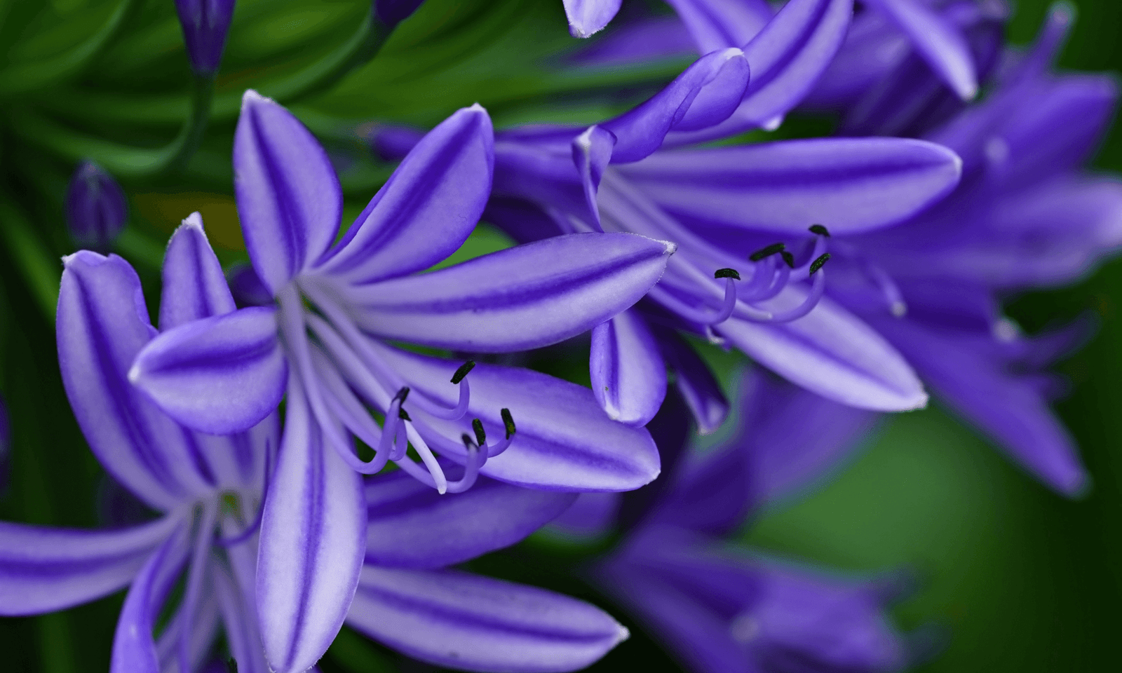 Agapanthus Madelyn™ - Ladybird Nursery