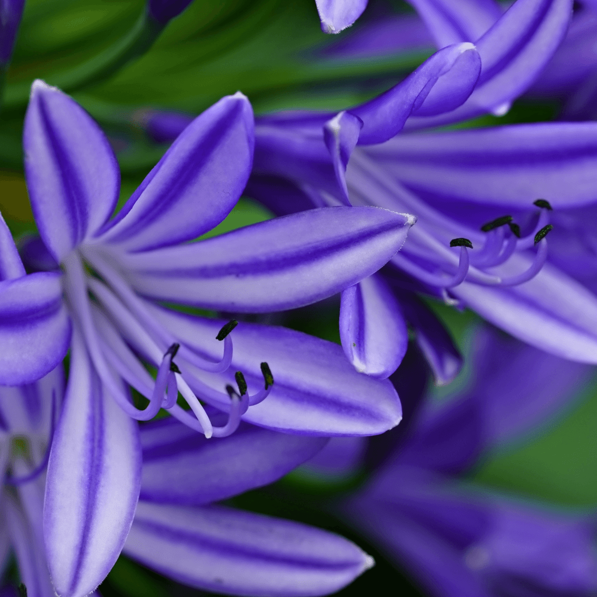 Agapanthus Madelyn™ - Ladybird Nursery