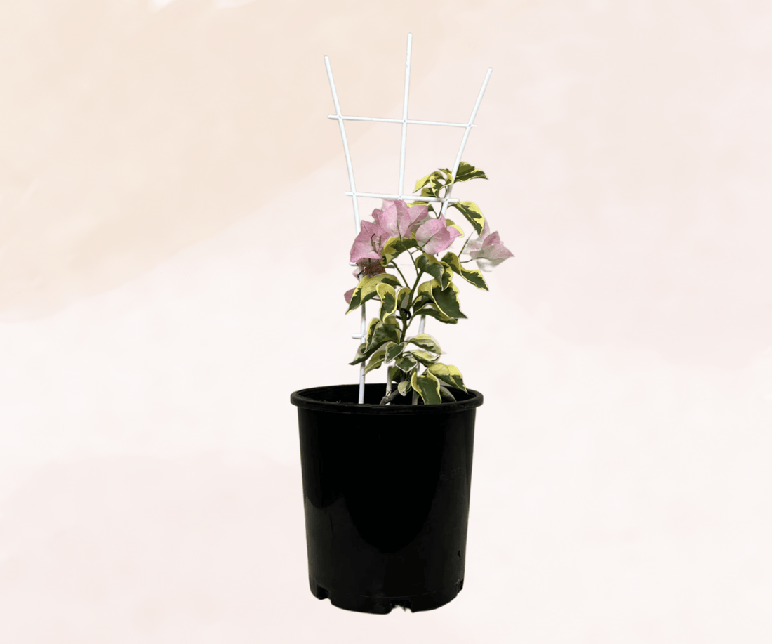 Arora Bougainvillea (Bougainvillea Bambino™) - Ladybird Nursery