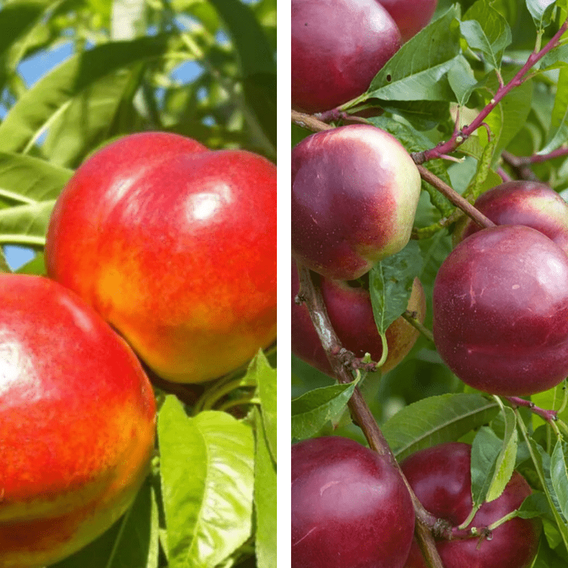 2 - Way Nectarine 'Goldmine + Nectared' - Ladybird Nursery