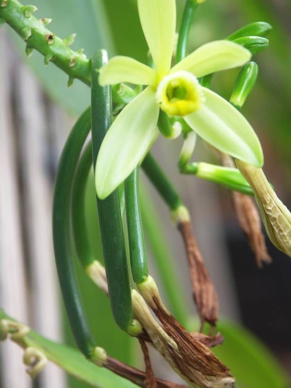 Vanilla Bean Vine (Orchid)