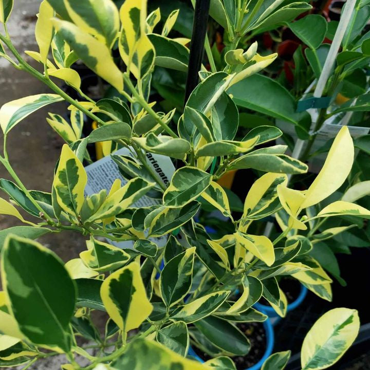 Variegated Cumquat (QLD Only) - Ladybird Nursery