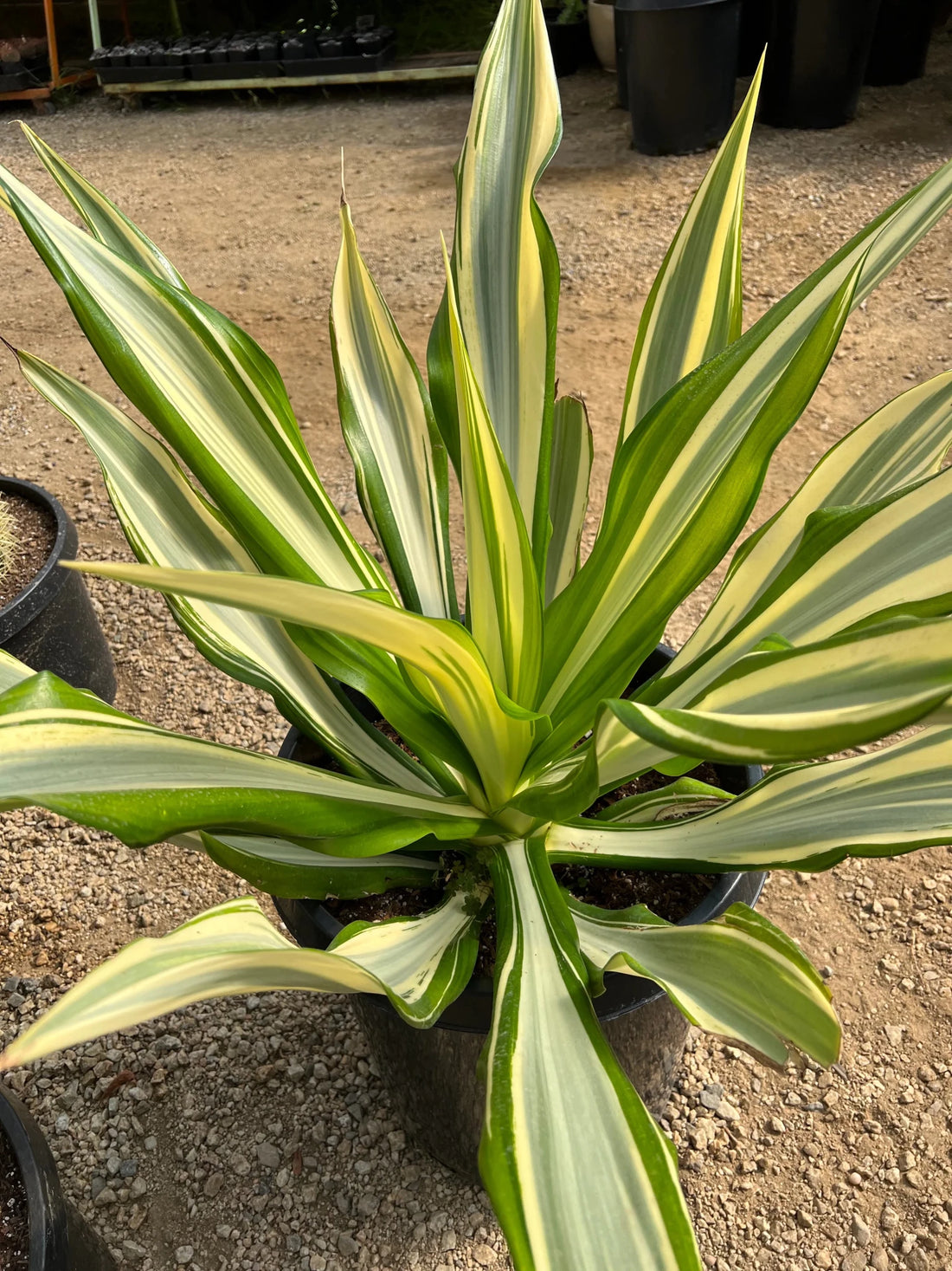 Variegated Mauritius Hemp (Furcraea foetida ‘Mediopicta’) - Large - Ladybird Nursery