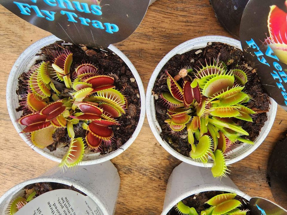 Venus Fly Trap (Dionaea muscipula) - Ladybird Nursery