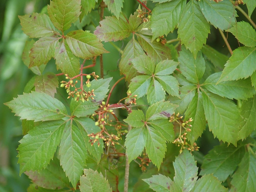 Virginia Creeper (Parthenocissus quinquefolia) - Ladybird Nursery