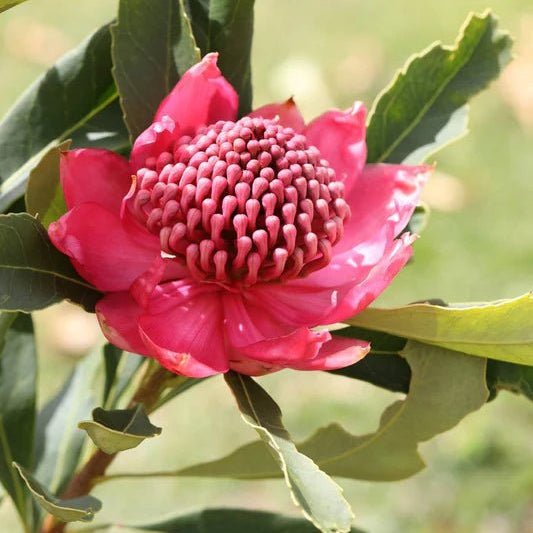 Waratah 'Enchanted Dawn' (Telopea) - Ladybird Nursery