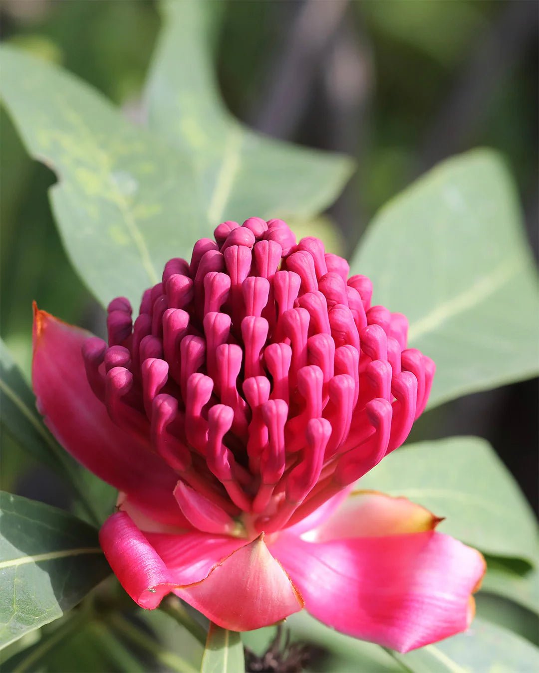 Waratah ‘Enchanted Flame’ (Telopea) - Ladybird Nursery