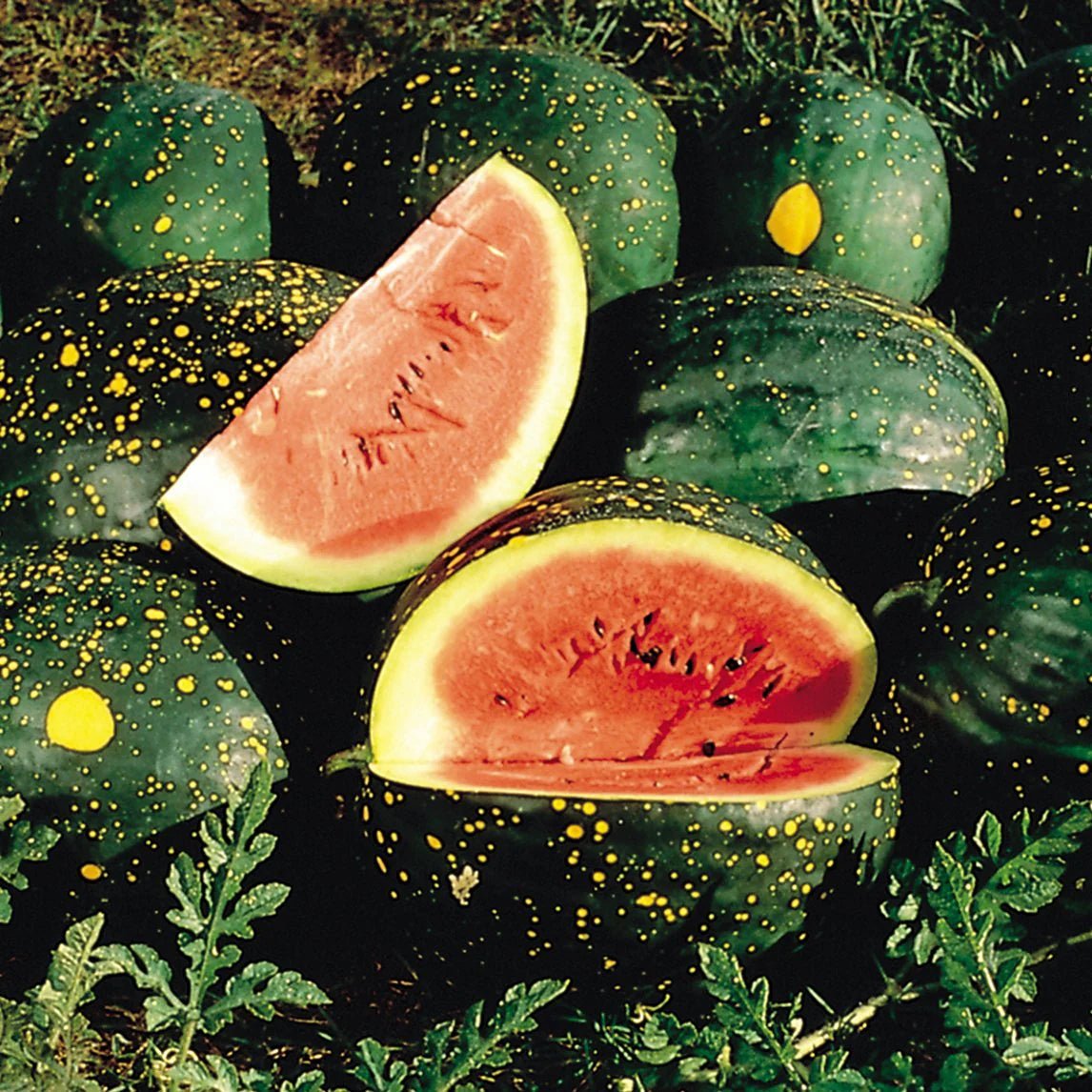 Watermelon 'Moon & Stars' (QLD Only) - Ladybird Nursery