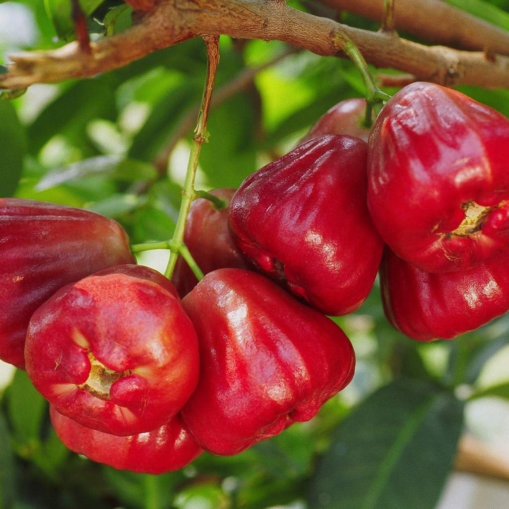 Wax Jambu Red - Ladybird Nursery