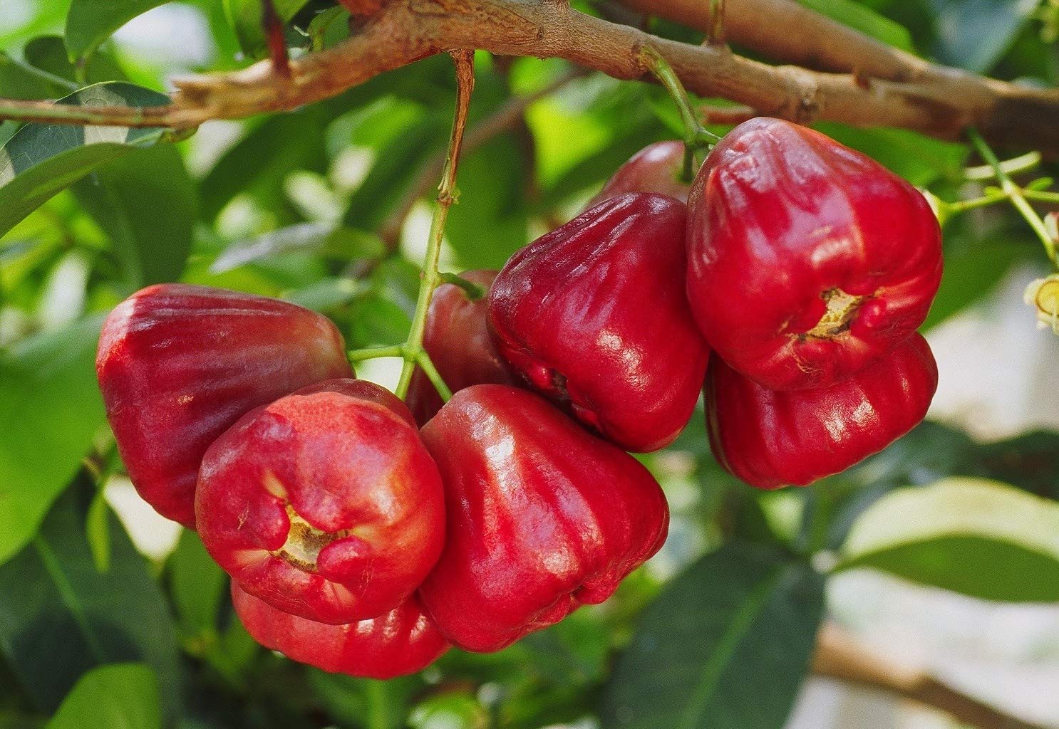 Wax Jambu Red - Ladybird Nursery