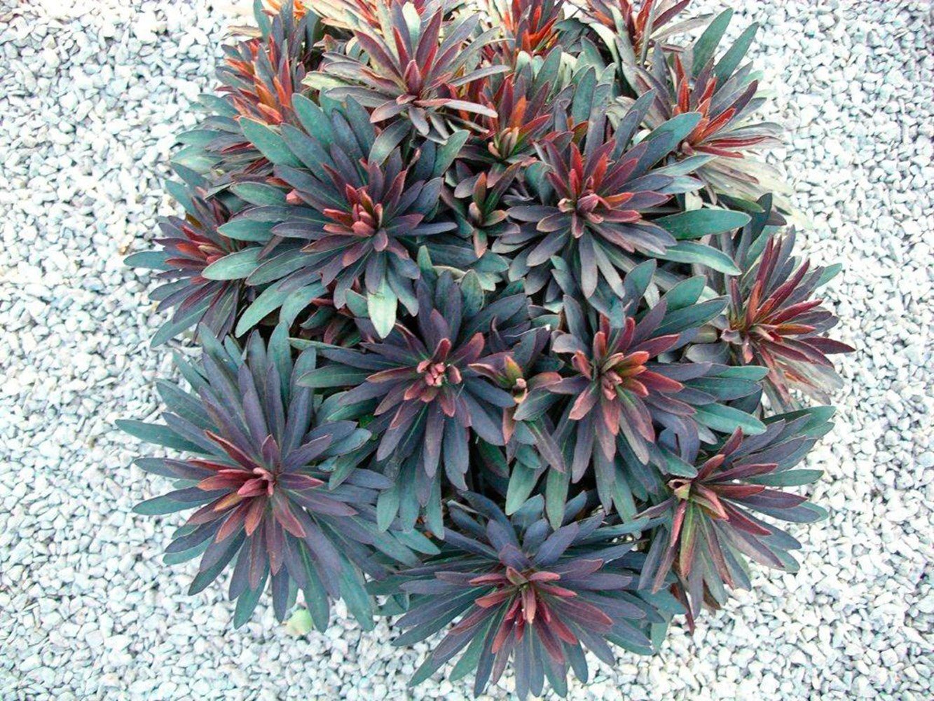 Blackbird Spurge (Euphorbia characias) - Ladybird Nursery