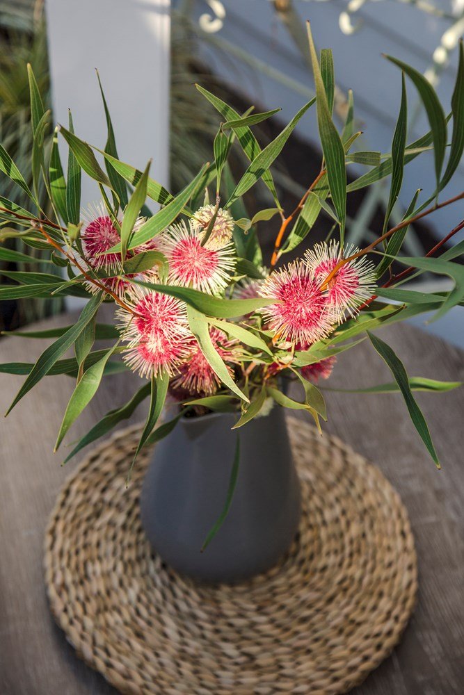 Pincushion Hakea Stockdale Sensation (Hakea laurina) - Ladybird Nursery