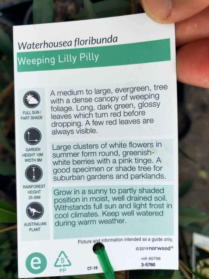 Weeping Lilly Pilly (Waterhousia floribunda) - Ladybird Nursery