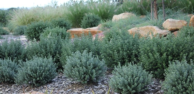 Coastal Rosemary Jervis Gem (Westringia fruticosa) - Ladybird Nursery