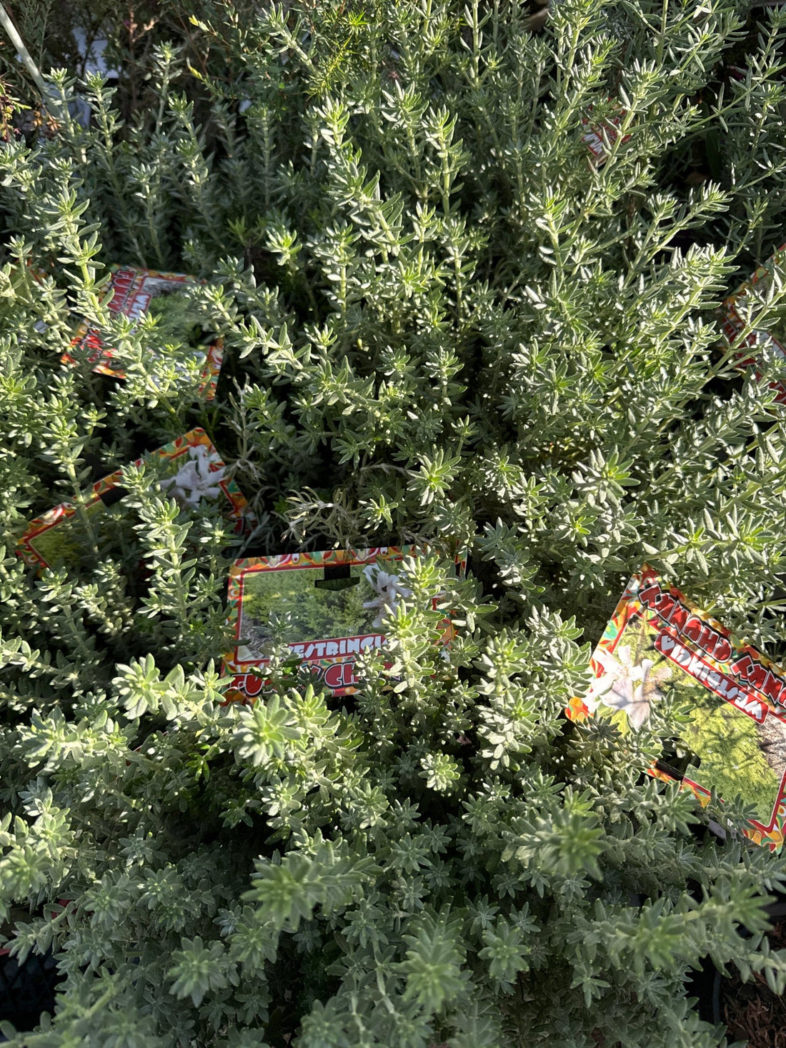 Coastal Rosemary Funky Chunky (Westringia fruticosa) - Ladybird Nursery