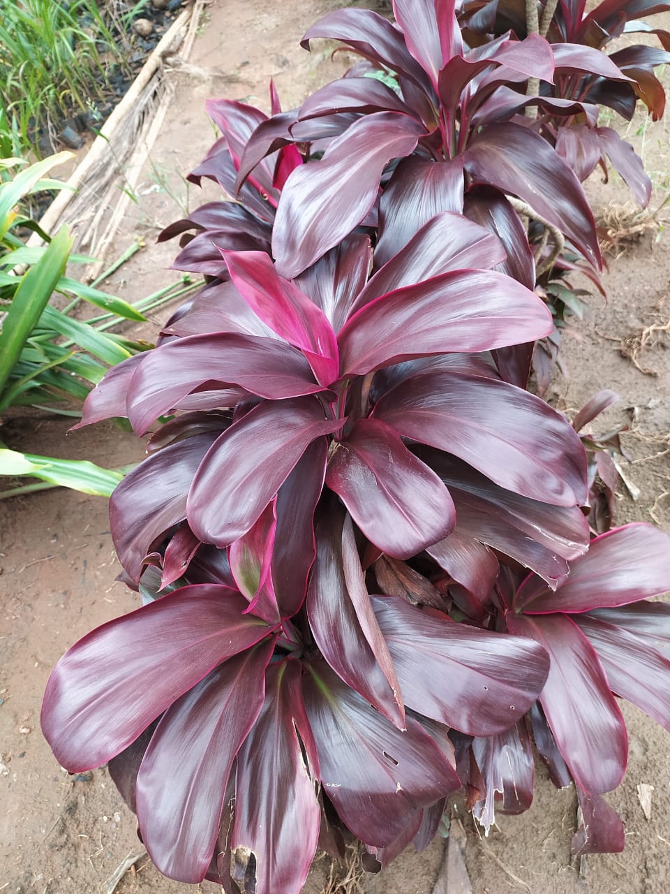 Cordyline Ruby (Cordyline fruticosa) - Ladybird Nursery