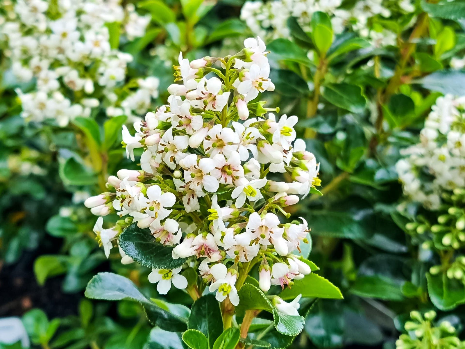 Escallonia Hedge with an Edge White (Escallonia) - Ladybird Nursery