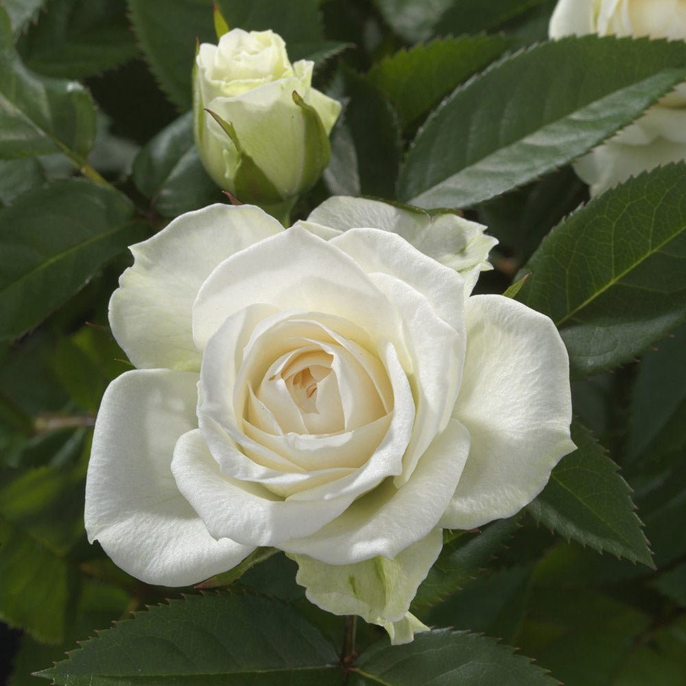 Rose Jewel Miniature White (Rosa) - Ladybird Nursery