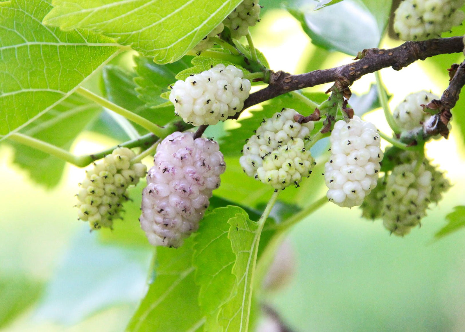 White Mulberry (PICKUP ONLY) - Ladybird Nursery