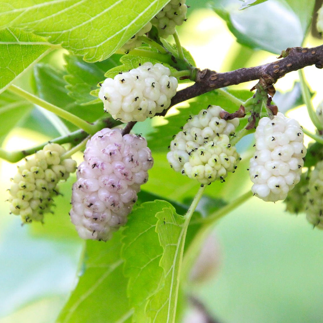 White Mulberry (PICKUP ONLY) - Ladybird Nursery