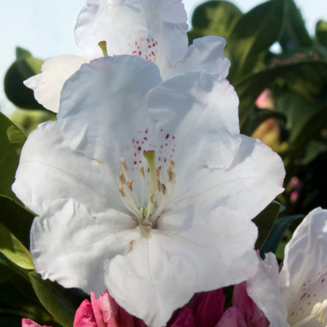 Rhododendron Cream Delight - Ladybird Nursery