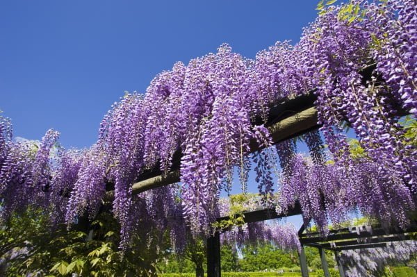 Wisteria Flowering Vine 140mm - Ladybird Nursery