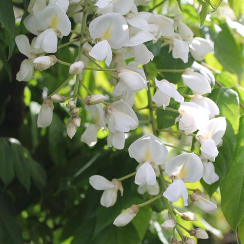 White Silky Wisteria Shiro - kapitan (Wisteria brachybotrys) - Ladybird Nursery
