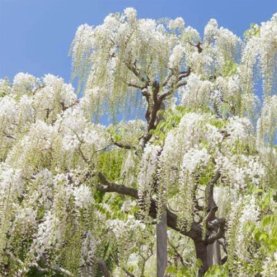 Wisteria ‘Shiro Noda’ (Wisteria floribunda) - Large