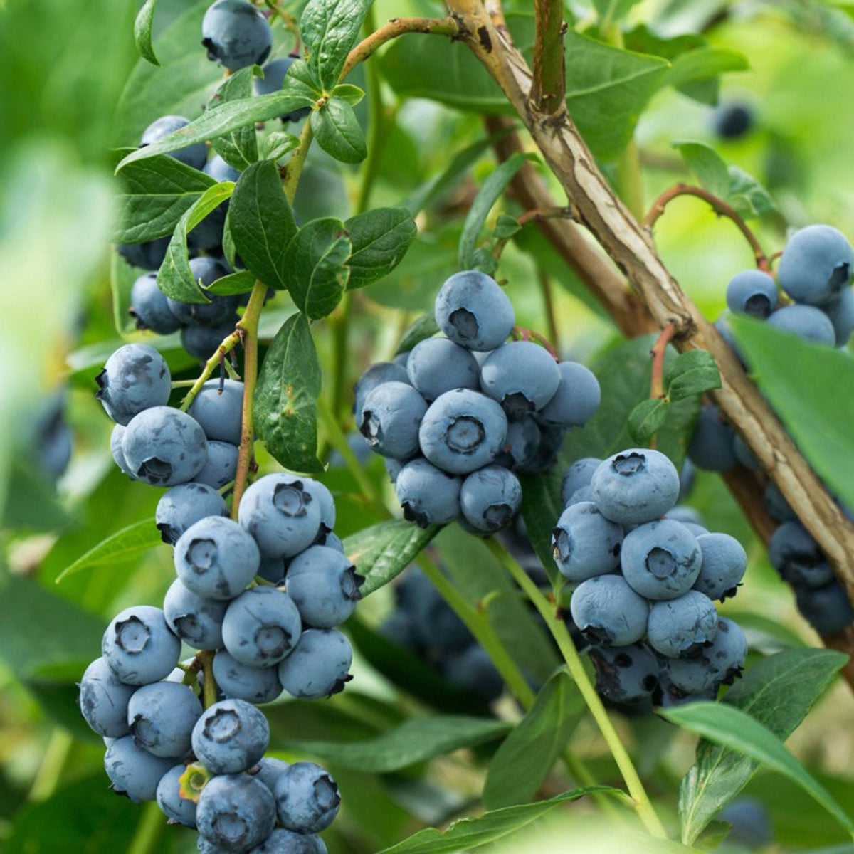 Blueberry Misty - Ladybird Nursery