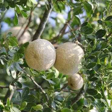 Wood Apple Fruit Tree - Ladybird Nursery