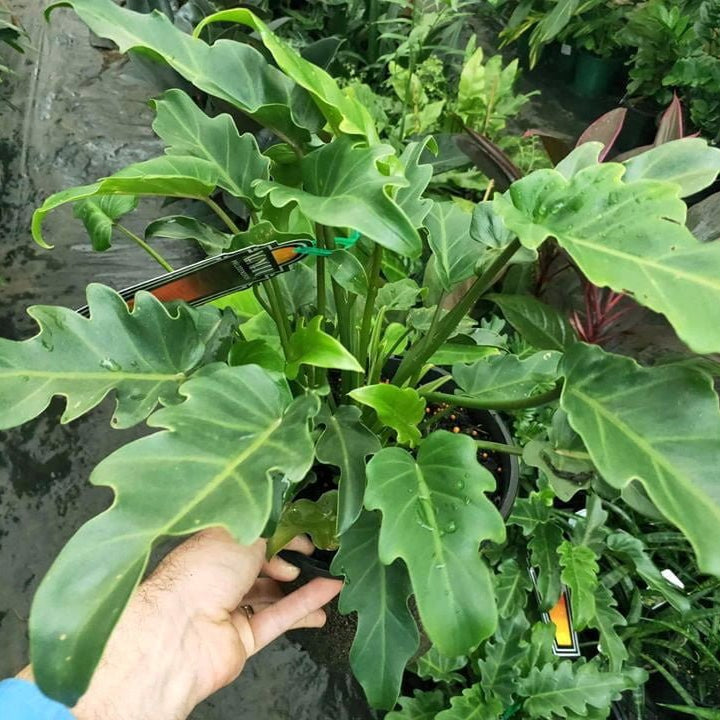 Philodendron 'Xanadu' Plant – Buy Now! – Ladybird Nursery