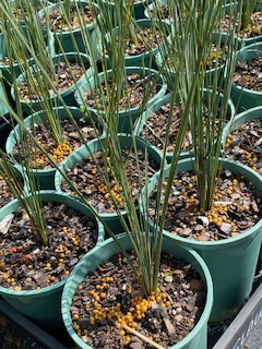 Grass Tree (Xanthorrhoea glauca) - Ladybird Nursery