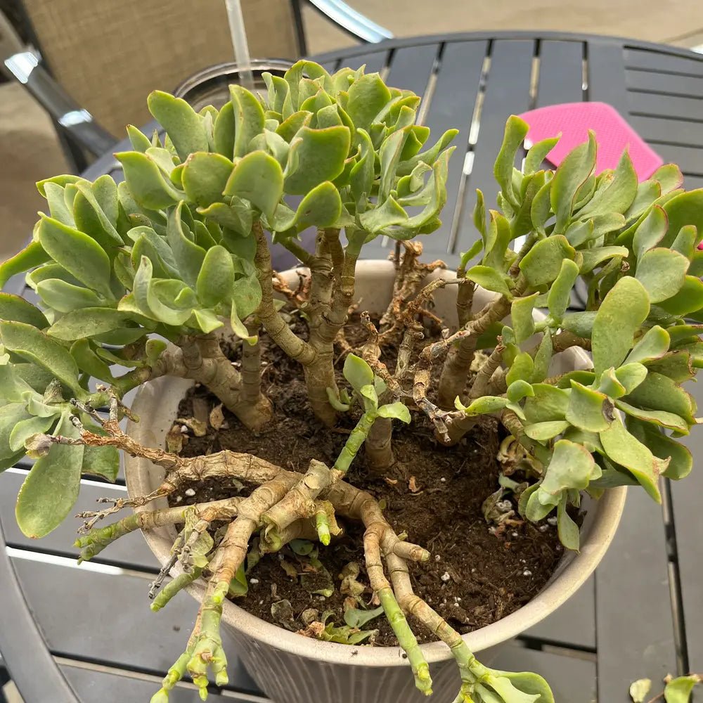 Assorted (Crassula spp.) - Ladybird Nursery