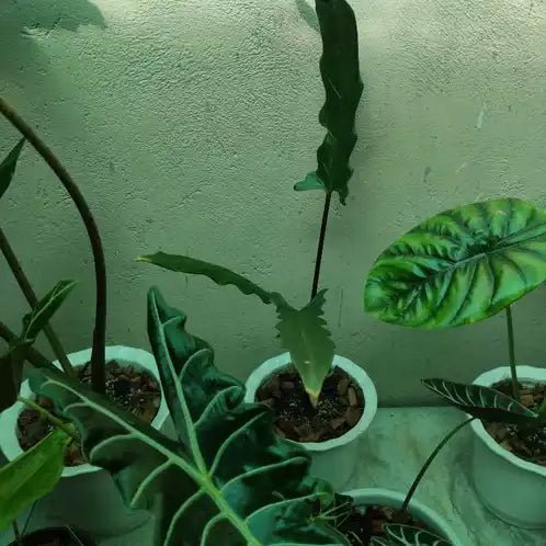 Purple Sword (Alocasia lauterbachiana) - Ladybird Nursery