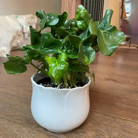 philodendron atom Philodendron Atom Plant – Buy Now! – Ladybird Nursery